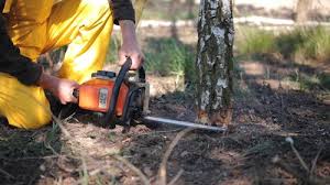  Petersburg, AK Tree Removal and Landscaping Services Pros